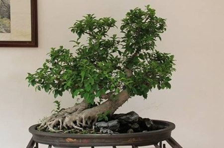 榕树盆景