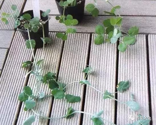 浇水浇透，放在散光通风的地方，大约半个月左右，豌豆就会发芽。