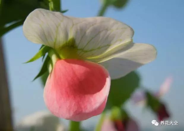 每6-8天浇一次水，正常养护，大约一个半月以后，豌豆会开花，然后慢慢会结果。大部分豌豆都可以按照这样的方法来栽种，不过荷兰豆在采收的时候，要趁嫩，其他豌豆种要等豆荚饱满之后再采摘。