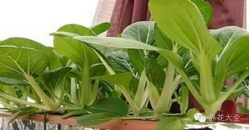 播种之后的35-50天左右，小白菜就可以采收了。