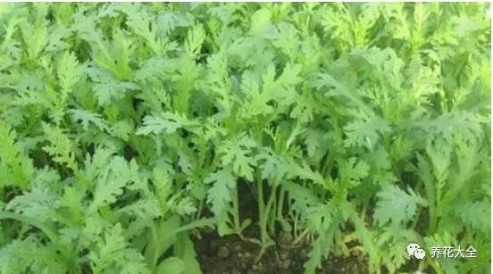 把花盆放在阳光下，等小芽长到4-5片叶子的时候，开始施肥，半月用一次肥，茼蒿会很快长大。