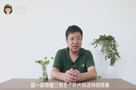 剪一段带着三到五个叶片的这样的枝条