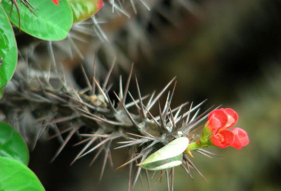 虎刺梅烂根原因