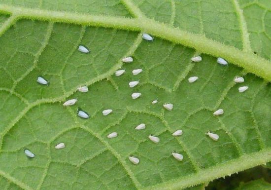 花毛茛虫害：蚜虫和白粉虱