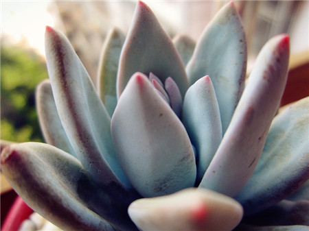 霜之朝常见病虫害