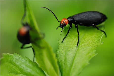 帝王花常见虫害及防治方法