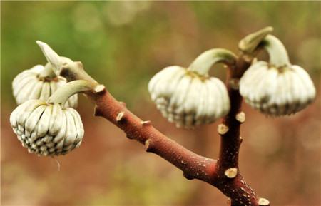 结香的病毒性萎缩叶病