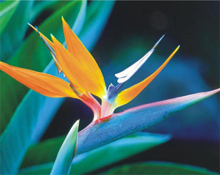 鹤望兰病害图片