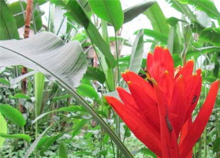 红花蕉的粉虱虫害