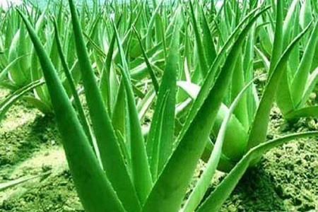 芦荟