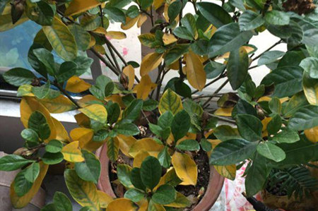 栀子花叶子发黄