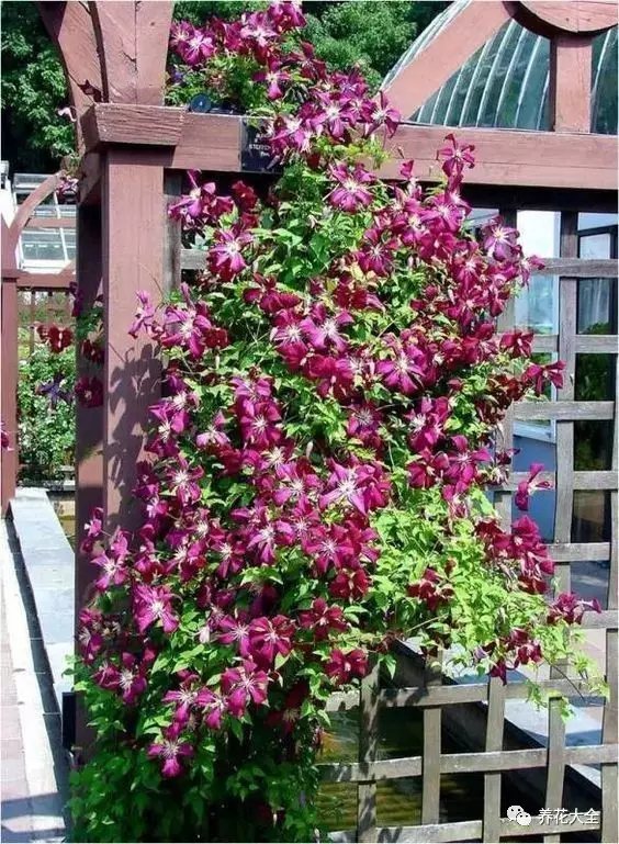 无论是沿着墙角爬高的铁线莲、月季， 还是绕着窗户生长的矮牵牛、美女樱， 全都肆意地舒展着柔曼的腰肢。