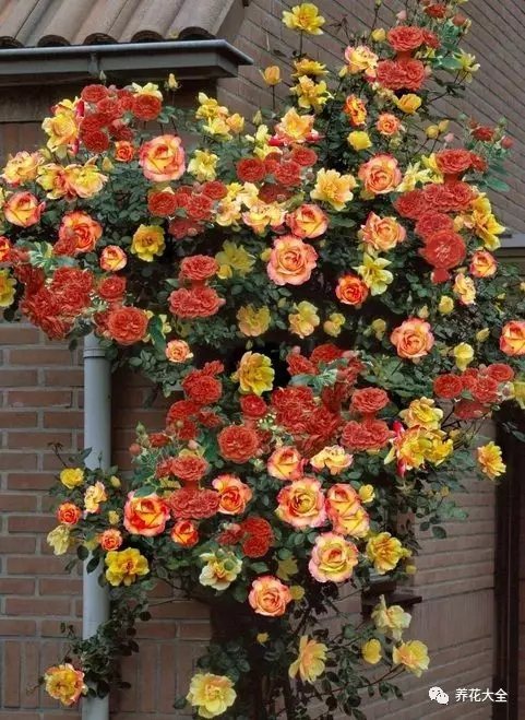 无论是沿着墙角爬高的铁线莲、月季， 还是绕着窗户生长的矮牵牛、美女樱， 全都肆意地舒展着柔曼的腰肢。2