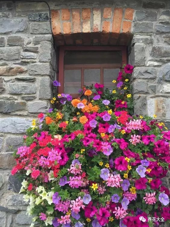 无论是沿着墙角爬高的铁线莲、月季， 还是绕着窗户生长的矮牵牛、美女樱， 全都肆意地舒展着柔曼的腰肢。4