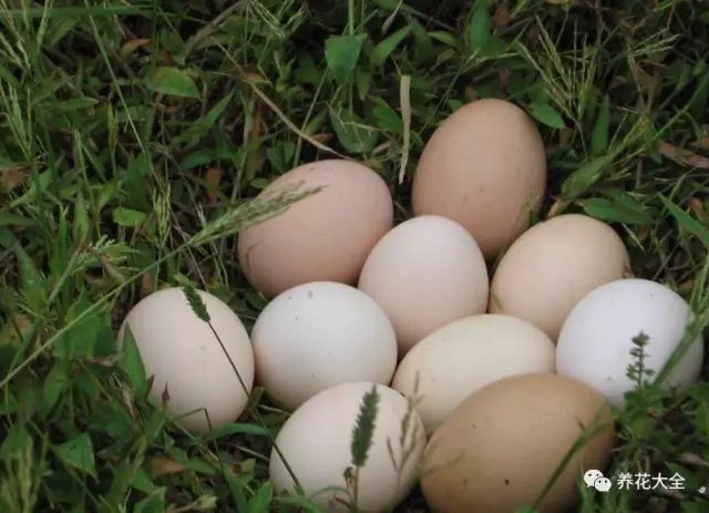 午饭的时候， 直接在菜地里摘下鲜嫩嫩的小蔬菜， 从鸡窝拿出热乎乎刚下的鸡蛋， 摊一锅香喷喷的小葱鸡蛋饼。2