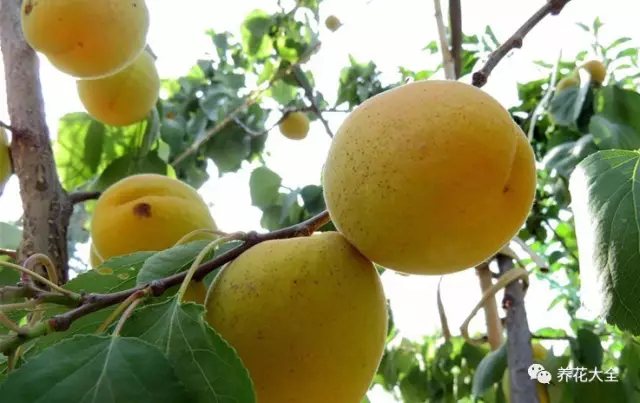 如果院子足够大，还能种点果树， 春天有草莓和菠萝； 夏天有樱桃和山杏； 秋天有苹果和石榴； 冬天有柿子和橘子。2