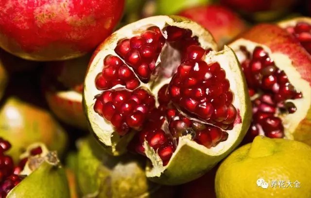 如果院子足够大，还能种点果树， 春天有草莓和菠萝； 夏天有樱桃和山杏； 秋天有苹果和石榴； 冬天有柿子和橘子。3