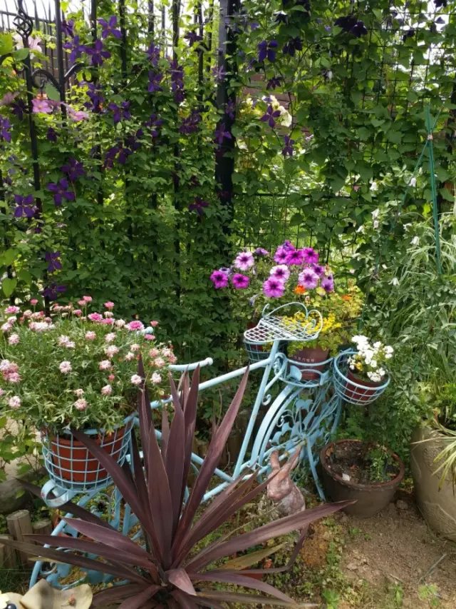 在这样一个院子里， 你可以做任何你想做的事情，。 在短暂的人生中，趁着时光还在， 把年轻时候的遗憾，全都一一补回来。2