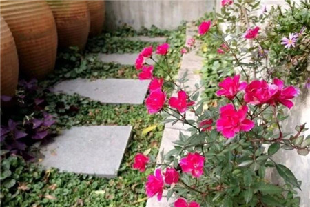 娇艳欲滴的花朵