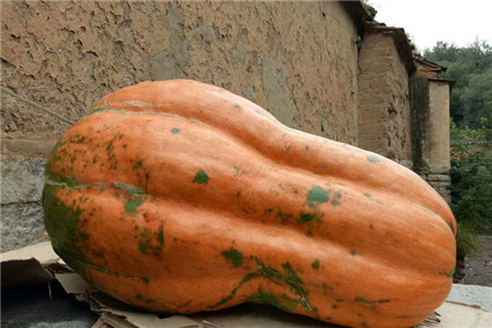 南瓜