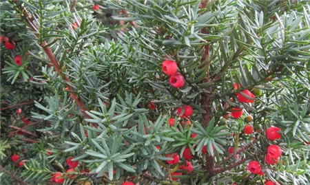 红豆杉的摆放方位