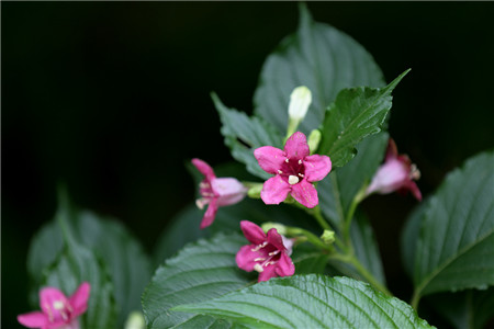 海仙花修剪整枝