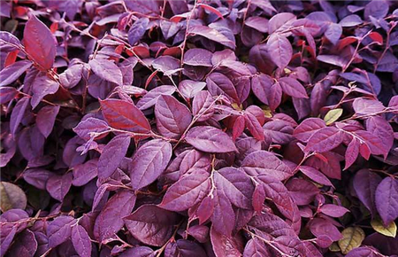 红花继木双面红