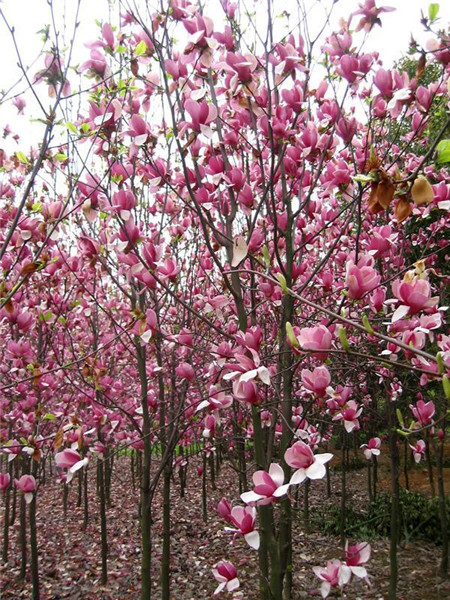 紫玉兰的其他作用