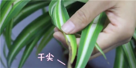 吊兰干尖的原因