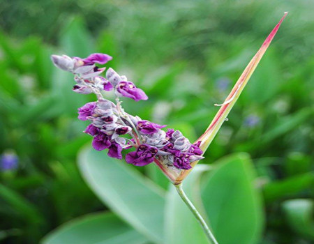 再力花的生长环境的区别