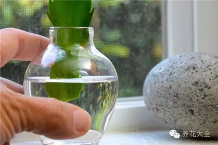 水插蟹爪兰 水插蟹爪兰