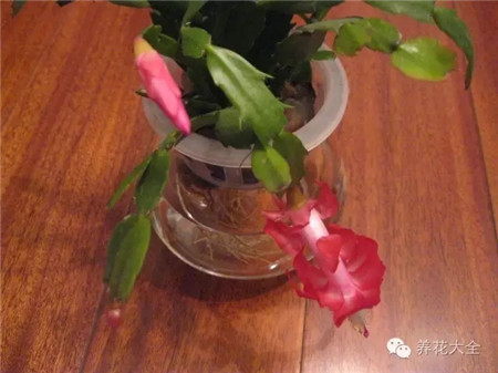 蟹爪兰啦 蟹爪兰啦