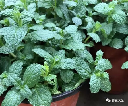 薄荷 薄荷