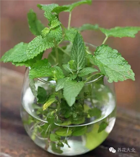 水培薄荷 水培薄荷
