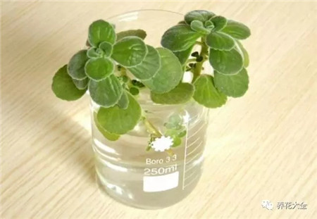 水插碰碰香 水插碰碰香