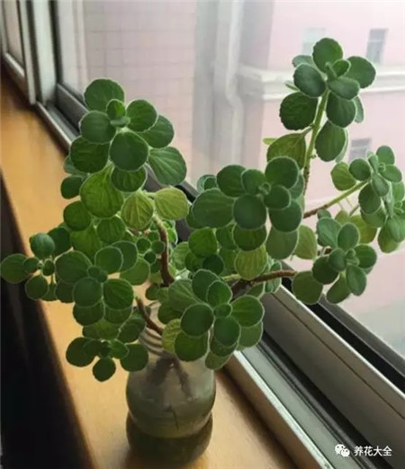 插好后的碰碰香 插好后的碰碰香