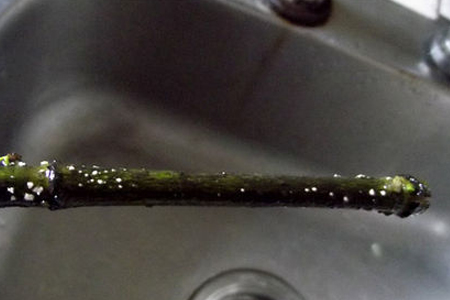 栀子花枝条处理方法