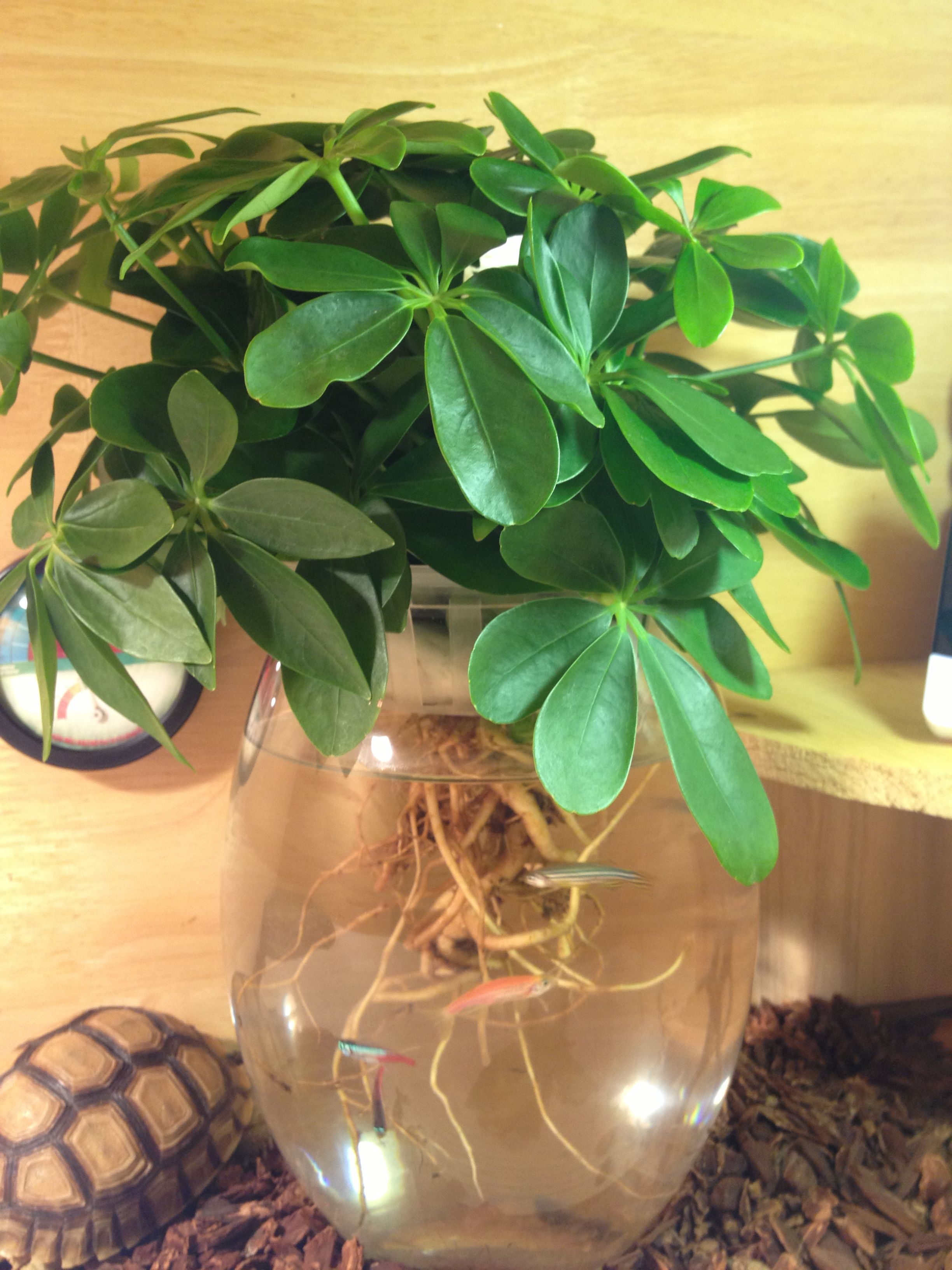 水培鸭脚木养护方法