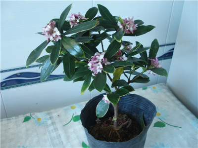 水培金边瑞香：选材