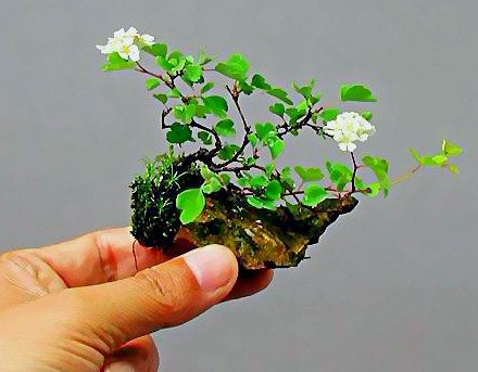 微型景观制作：取材