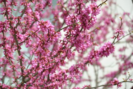 紫荆盆景制作：前期准备