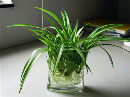 水培吊兰的水质要求