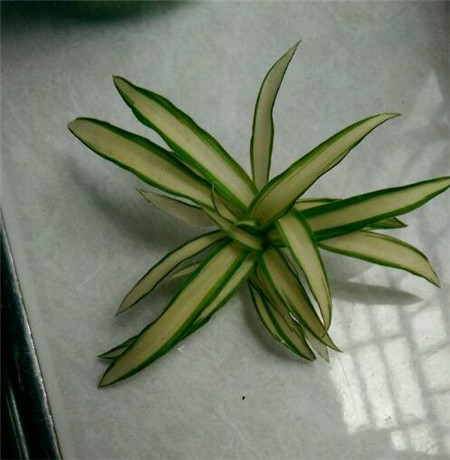 这个吊兰能活吗