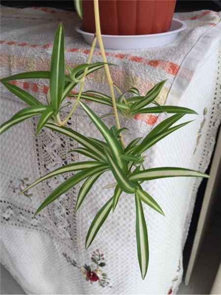 吊兰多大可以剪