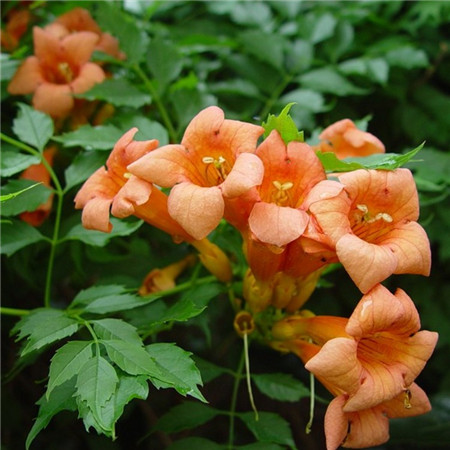 凌霄花盆景养护管理