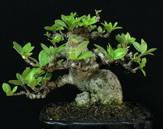 虬曲多姿的小叶栀子盆景图