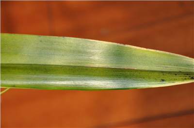 墨兰叶子发黄原因四 病虫害