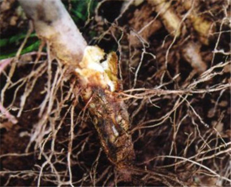 凤仙花烂根原因