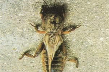 晚香玉的虫害：华北蝼蛄