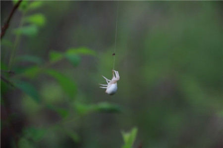 黄金钮常见虫害及防治方法